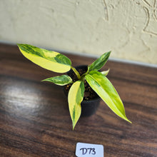 Load image into Gallery viewer, #D73 Highly Variegated Philodendron Domesticum