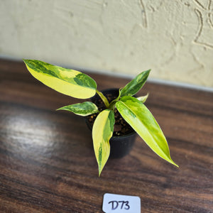 #D73 Highly Variegated Philodendron Domesticum
