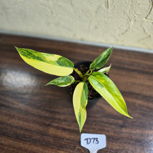 Load image into Gallery viewer, #D73 Highly Variegated Philodendron Domesticum