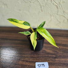 Load image into Gallery viewer, #D73 Highly Variegated Philodendron Domesticum