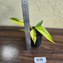 Load image into Gallery viewer, #D73 Highly Variegated Philodendron Domesticum