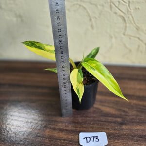 #D73 Highly Variegated Philodendron Domesticum