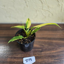 Load image into Gallery viewer, #D73 Highly Variegated Philodendron Domesticum