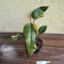 Load image into Gallery viewer, #D999 Philodendron Strawberry Shake