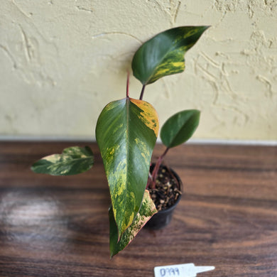 #D999 Philodendron Strawberry Shake