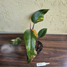 Load image into Gallery viewer, #D999 Philodendron Strawberry Shake