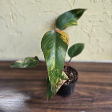 Load image into Gallery viewer, #D999 Philodendron Strawberry Shake