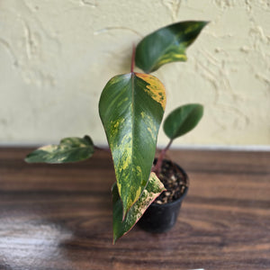 #D999 Philodendron Strawberry Shake