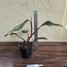 Load image into Gallery viewer, #D999 Philodendron Strawberry Shake