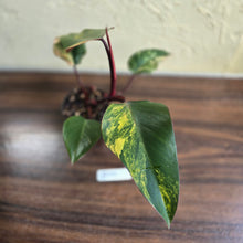 Load image into Gallery viewer, #D999 Philodendron Strawberry Shake