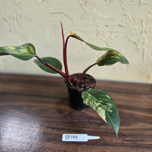 Load image into Gallery viewer, #D999 Philodendron Strawberry Shake