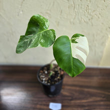 Load image into Gallery viewer, #D18 Variegated Monstera Borsigiana