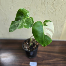 Load image into Gallery viewer, #D18 Variegated Monstera Borsigiana