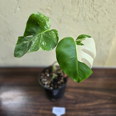 #D18 Variegated Monstera Borsigiana