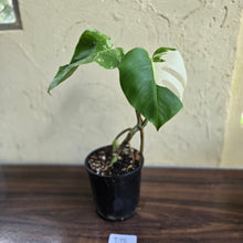 Load image into Gallery viewer, #D18 Variegated Monstera Borsigiana