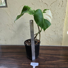 Load image into Gallery viewer, #D18 Variegated Monstera Borsigiana