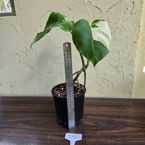 #D18 Variegated Monstera Borsigiana