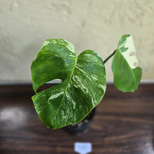 Load image into Gallery viewer, #D18 Variegated Monstera Borsigiana