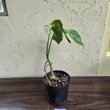 Load image into Gallery viewer, #D18 Variegated Monstera Borsigiana