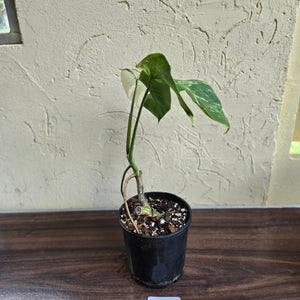 #D18 Variegated Monstera Borsigiana