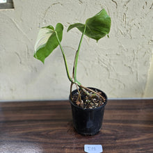 Load image into Gallery viewer, #D18 Variegated Monstera Borsigiana