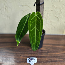 Load image into Gallery viewer, #R14 Anthurium Warocqueanum