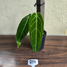 Load image into Gallery viewer, #R14 Anthurium Warocqueanum