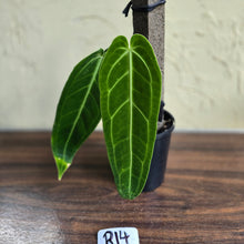 Load image into Gallery viewer, #R14 Anthurium Warocqueanum