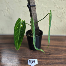 Load image into Gallery viewer, #R14 Anthurium Warocqueanum