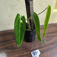 Load image into Gallery viewer, #R14 Anthurium Warocqueanum