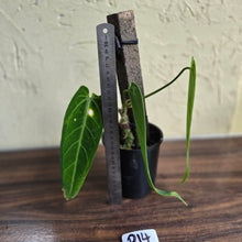 Load image into Gallery viewer, #R14 Anthurium Warocqueanum