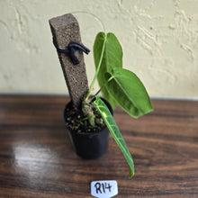Load image into Gallery viewer, #R14 Anthurium Warocqueanum