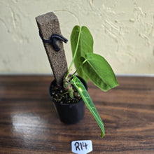 Load image into Gallery viewer, #R14 Anthurium Warocqueanum