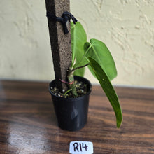 Load image into Gallery viewer, #R14 Anthurium Warocqueanum