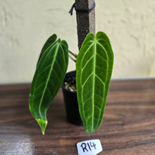 Load image into Gallery viewer, #R14 Anthurium Warocqueanum