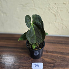 Load image into Gallery viewer, #D4 Dark Anthurium NOID