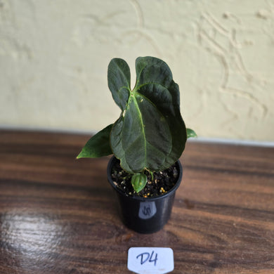 #D4 Dark Anthurium NOID