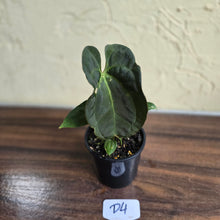 Load image into Gallery viewer, #D4 Dark Anthurium NOID