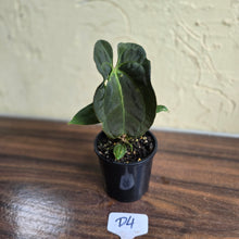 Load image into Gallery viewer, #D4 Dark Anthurium NOID