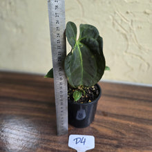 Load image into Gallery viewer, #D4 Dark Anthurium NOID