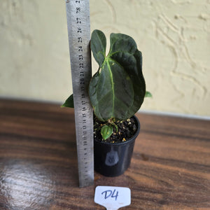 #D4 Dark Anthurium NOID