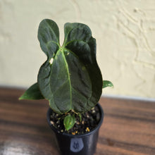 Load image into Gallery viewer, #D4 Dark Anthurium NOID