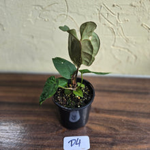 Load image into Gallery viewer, #D4 Dark Anthurium NOID