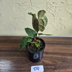#D4 Dark Anthurium NOID