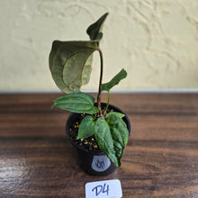 Load image into Gallery viewer, #D4 Dark Anthurium NOID
