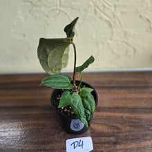 Load image into Gallery viewer, #D4 Dark Anthurium NOID