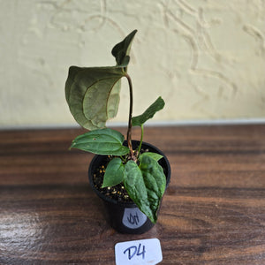 #D4 Dark Anthurium NOID