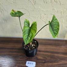 Load image into Gallery viewer, #R57 Philodendron Furcatum