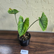 Load image into Gallery viewer, #R57 Philodendron Furcatum