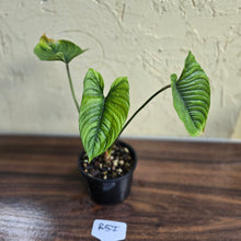 Load image into Gallery viewer, #R57 Philodendron Furcatum
